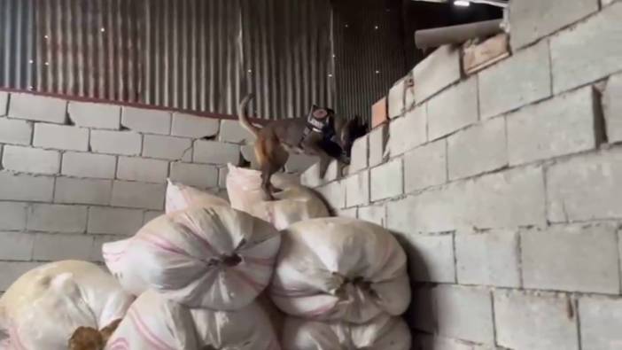 Hatay'da 7 adrese eş zamanlı operasyon: Ahır uyuşturucu merkezi olarak kullanılmış