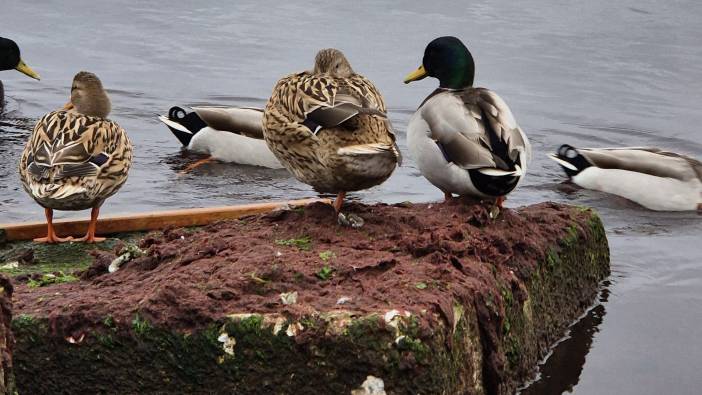 Tekirdağ kıyılarında kızıl yosun istilası