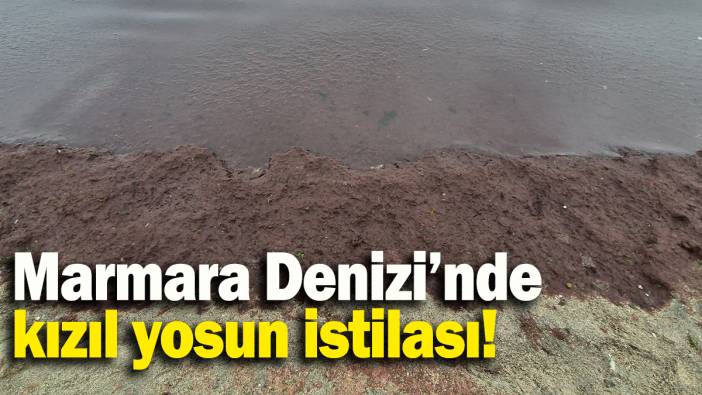 Marmara Denizi’nde kızıl yosun istilası