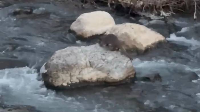 Şırnak'ta su samuru balık avlarken görüntülendi