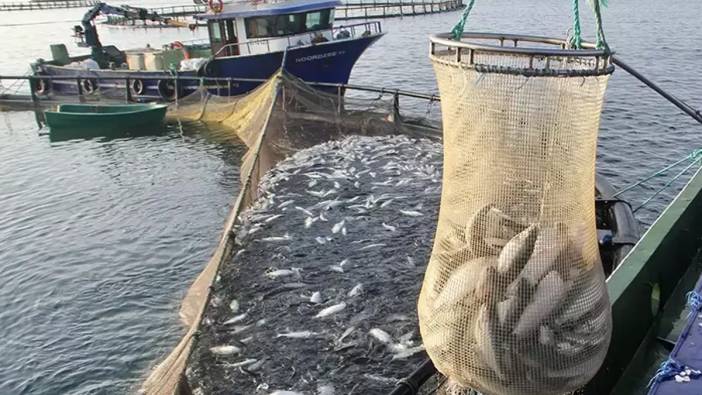 Türk somonu ihracatında büyük yükseliş! 46 ülkede alıcı buldu