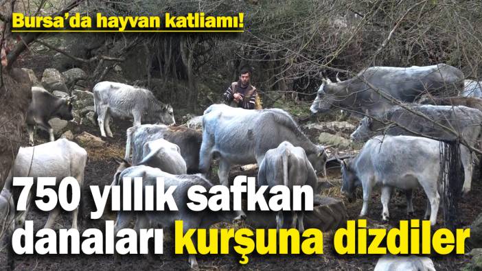 Bursa’da hayvan katliamı! 750 yıllık safkan danaları kurşuna dizdiler