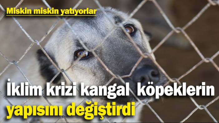 İklim değişikliği kangal köpeklerin yapısını değiştirdi: Miskin miskin yatıyorlar