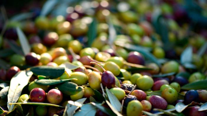 Zeytinde 2024-2025 fiyatları açıklandı: Tavan 139 TL olarak belirlendi