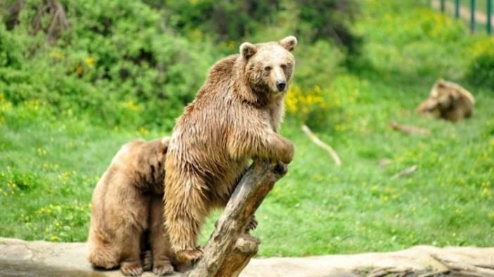 Bursa'da kaçan bozayı, 30 kişilik ekip tarafından aranıyor
