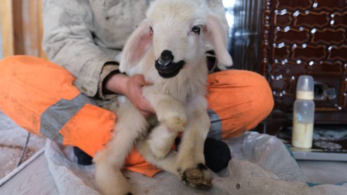 Annesinin reddettiği engelli kuzuya evde bebek gibi bakılıyor