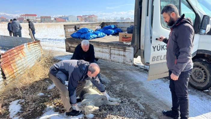 Hakkari'de köpekler toplanmaya başlandı