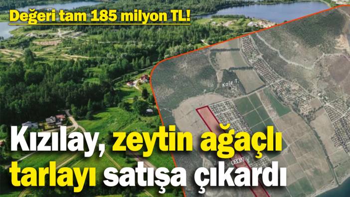 Değeri tam 185 milyon TL!  Kızılay, zeytin ağaçlı tarlayı satışa çıkardı