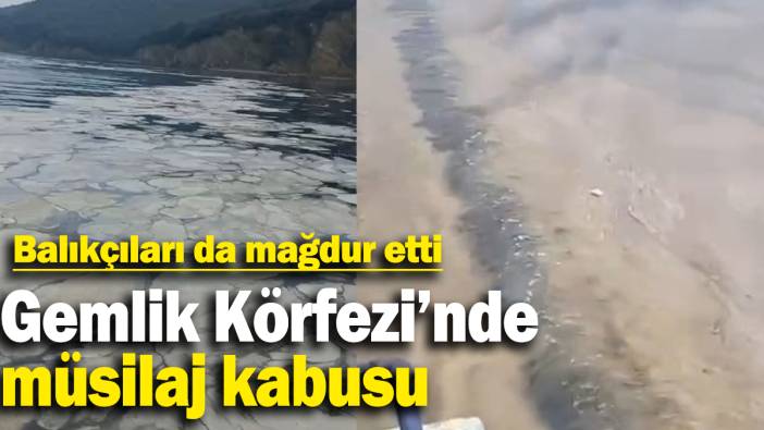 Gemlik Körfezi'nde müsilaj kabusu