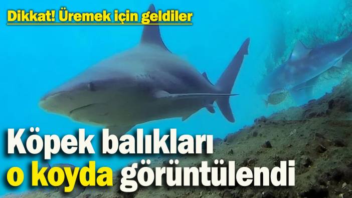Dikkat! Köpek balıkları o koyda: Üremek için geldiler