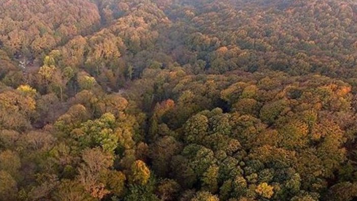 e-Poliçe ile yılda 21 bin ağacın kesilmesi önlenecek