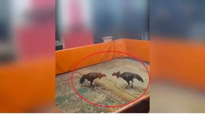 Horoz dövüştürülen kıraathaneye baskın! 450 bin TL para cezası verildi