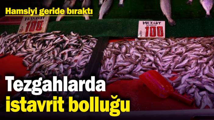 Tezgahlarda istavrit bolluğu! Hamsiyi geride bıraktı