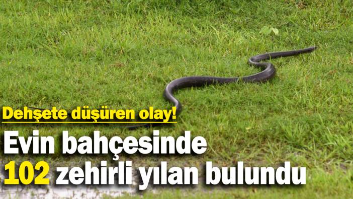 Dehşete düşüren olay:  Evin bahçesinde 102 zehirli yılan bulundu