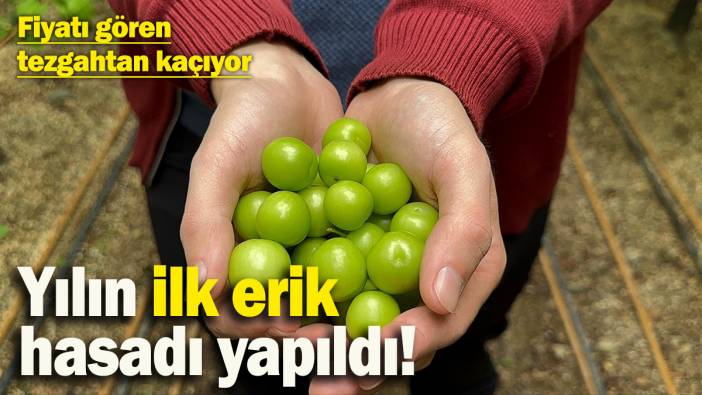 Yılın ilk erik hasadı yapıldı! Fiyatı gören tezgahtan kaçıyor