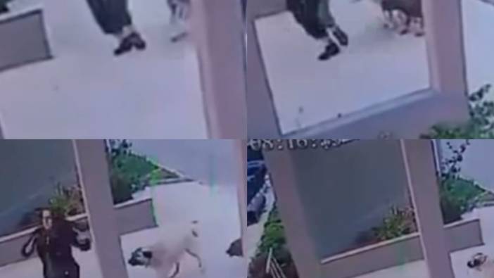 Sokak köpekleri kadına saldırdı: O anlar kamerada