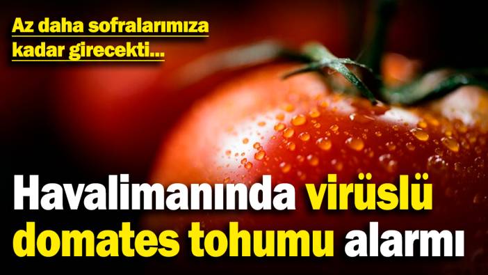 Havalimanında virüslü domates tohumu alarmı! Az daha sofralarımıza kadar girecekti...