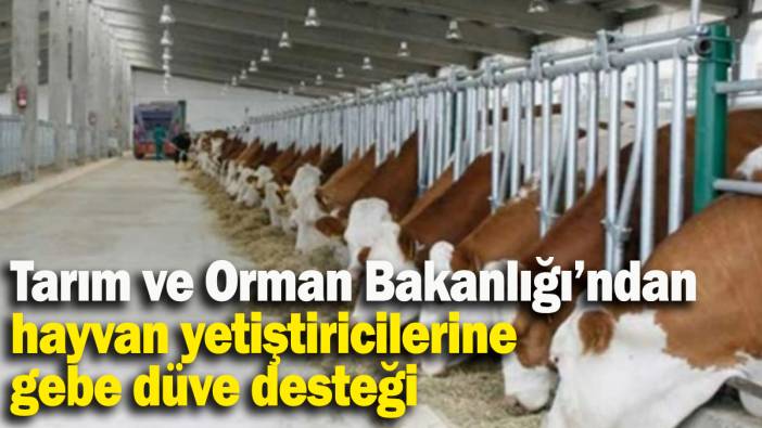 Tarım ve Orman Bakanlığı'ndan hayvan yetiştiricilerine gebe düve desteği