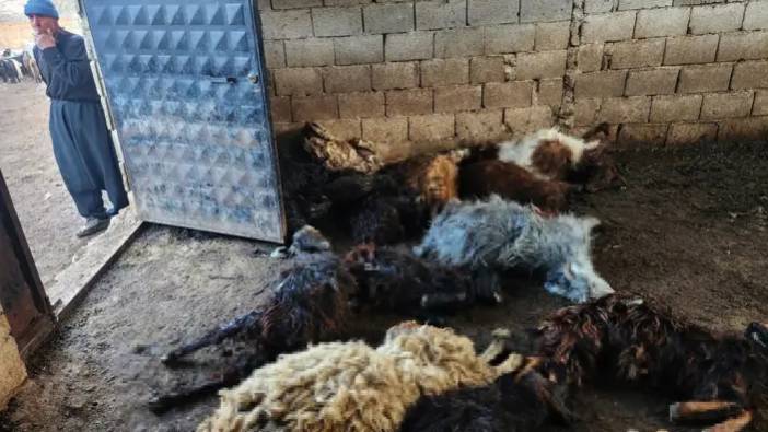 Kurtların saldırısı sonucu 40 koyun telef oldu