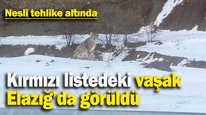 Kırmızı listedeki vaşak Elazığ’da görüldü