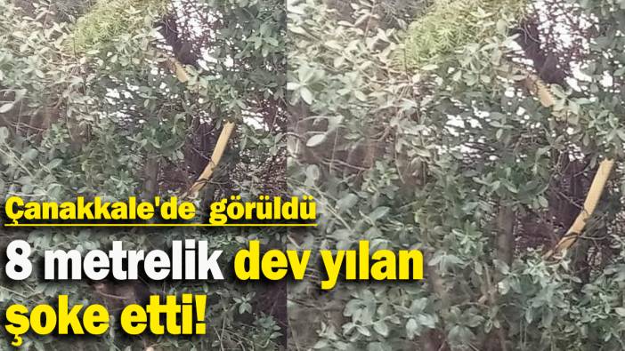 Çanakkale'de dev yılan görüldü: Yaklaşık 8 metre