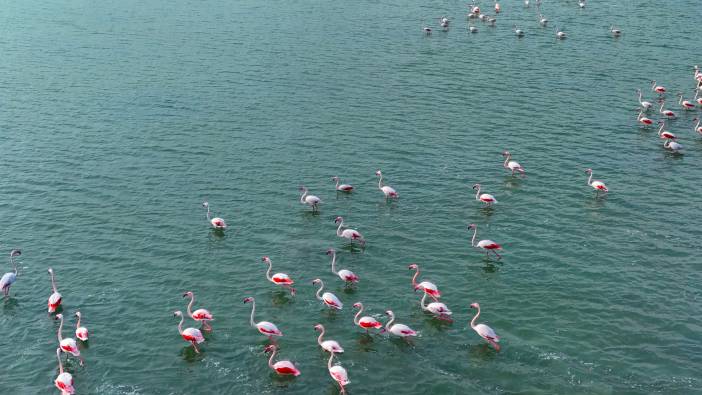 Flamingolardan görsel şölen!