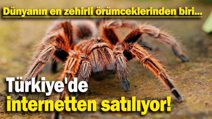 Dünyanın en zehirli örümceklerinden biri Türkiye'de  internetten satılıyor!
