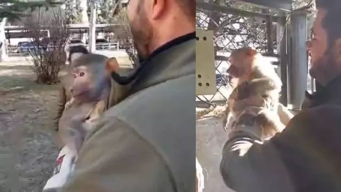 Elazığ’da bir vatandaş yolda yürürken maymun buldu
