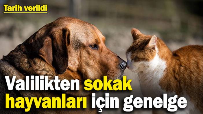 İstanbul Valiliği’nden sokak hayvanları hakkında genelge! Tarih verildi