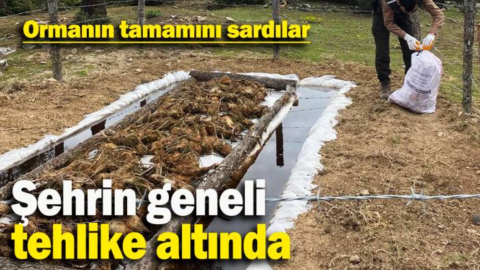 Ormanın tamamını sardılar; şehrin geneli tehlike altında