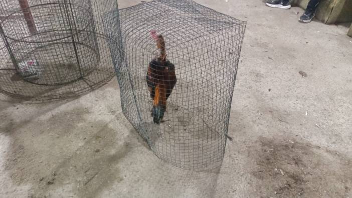 Mersin'de horoz dövüşü operasyonu! 14 kişi gözaltına alındı