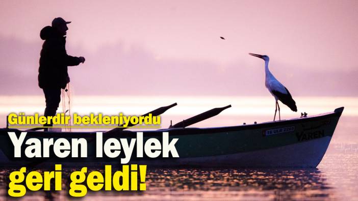 Yaren leylek yuvasına döndü! Günlerdir merakla bekleniyordu
