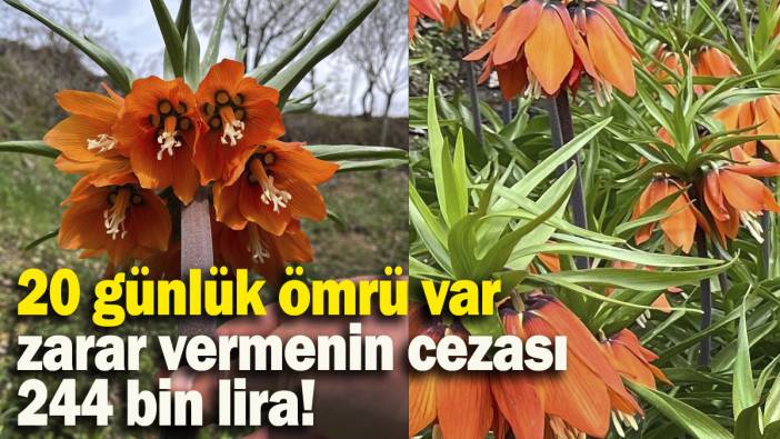 20 günlük ömrü var, zarar vermenin cezası 244 bin lira!