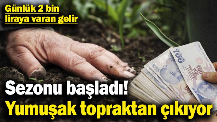 Sezonu başladı! Yumuşayan topraktan çıkıyor! 2 bin liraya varan gelir sağlanabiliyor
