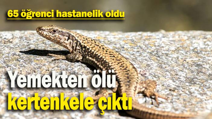 Yemekten ölü kertenkele çıktı:  65 öğrenci hastanelik oldu