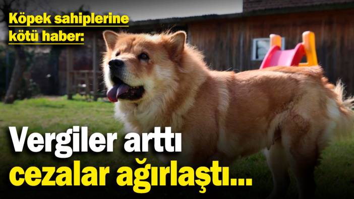 Köpek sahiplerine kötü haber: Vergiler arttı, cezalar ağırlaştı...