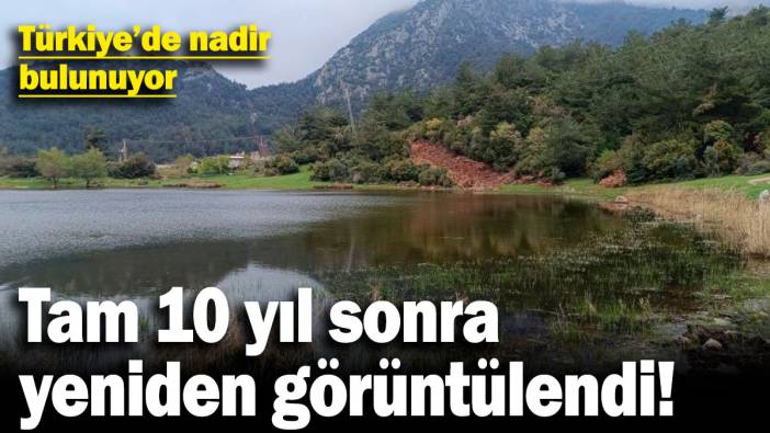 Tam 10 yıl sonra yeniden görüntülendi! Türkiye'de nadir bulunuyor