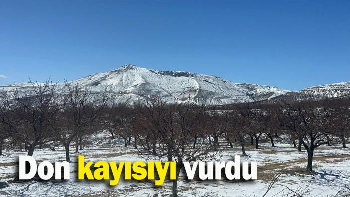 Don kayısıyı vurdu