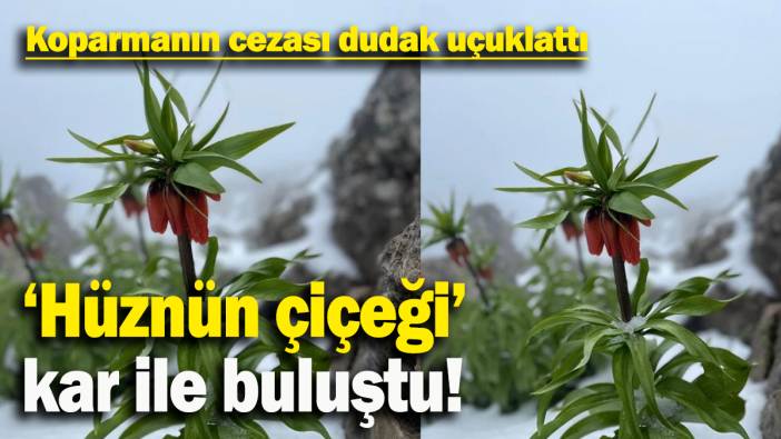 ‘Hüznün çiçeği’ kar ile buluştu: Koparmanın cezası dudak uçuklattı