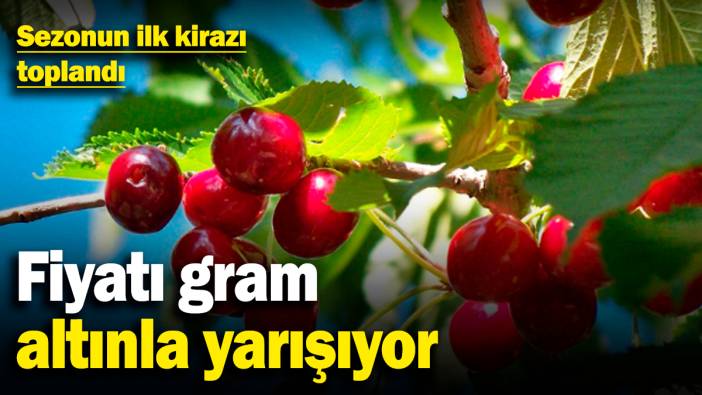 Sezonun ilk kirazı toplandı! Fiyatı gram altınla yarışıyor