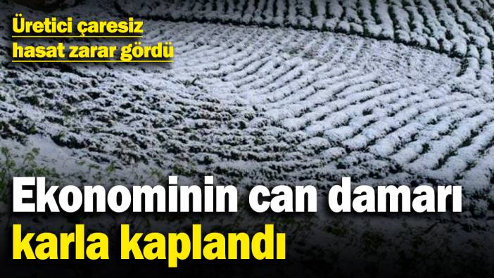 Ekonominin can damarı karla kaplandı! Üretici çaresiz, hasat zarar gördü
