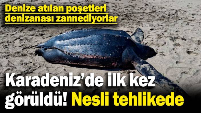 Karadeniz'de ilk kez görüldü, nesli tehlikede! Denize atılan poşetleri denizanası zannediyorlar