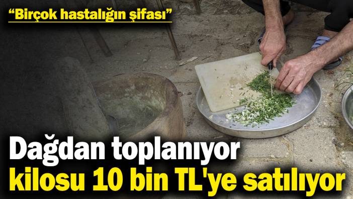 Dağdan toplanıyor, kilosu 10 bin TL'ye satılıyor! "Birçok hastalığın şifası"
