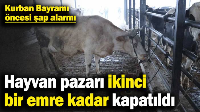 Kurban Bayramı öncesi şap alarmı! Bir ilde hayvan pazarı ikinci bir emre kadar kapatıldı