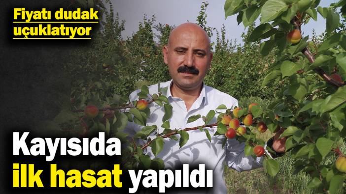 Kayısıda ilk hasat yapıldı: 500 TL'den alıcı buldu