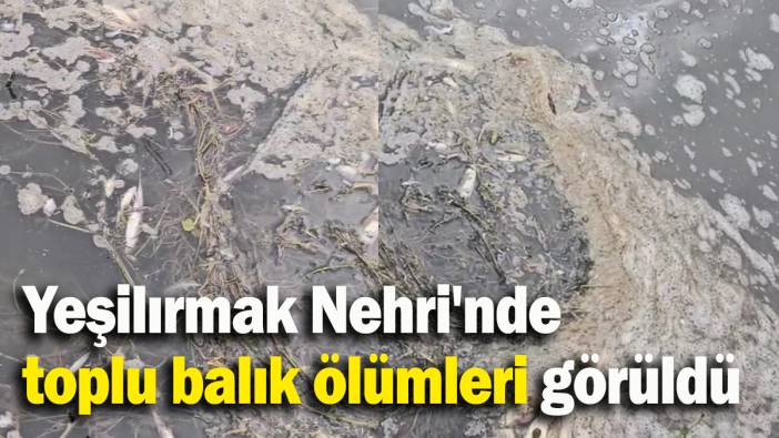 Yeşilırmak Nehri'nde toplu balık ölümleri görüldü