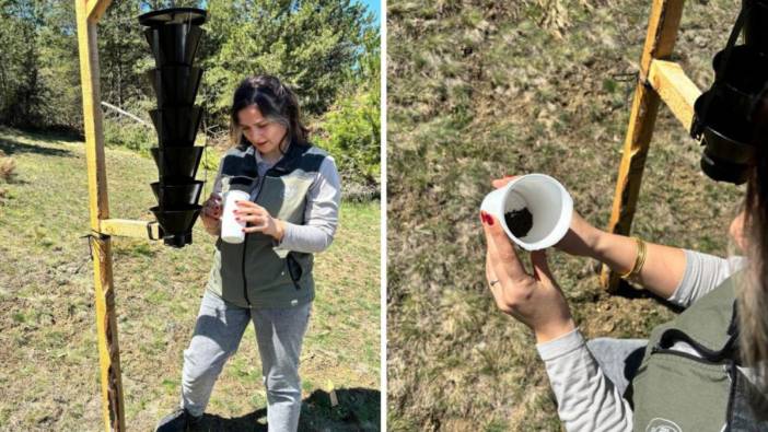 Ormanları kurutan böceğe karşı tuzaklar kuruldu!