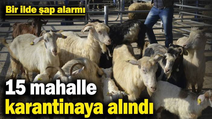 Bir ilde şap alarmı! 15 mahalle karantinaya alındı