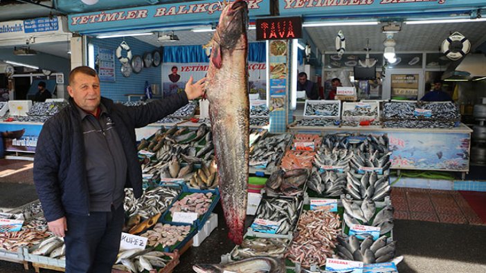 2 metrelik yayın balığı yakalandı