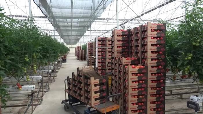 Yozgat'ta kuraklığa karşı jeotermal seracılık devreye giriyor